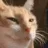 catgiggle