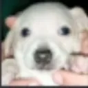 bizcochito