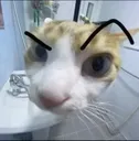 quizzical