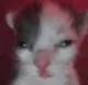 hognar