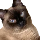 DatBoiLaszlo