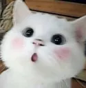 cutecat