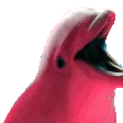 dolphin97