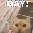 GAY