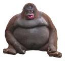 Monky