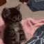 catCheck catCheck