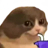 sip sip