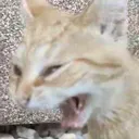 LexieScream
