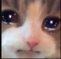 cat_sad