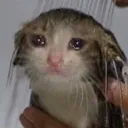 catsad catsad