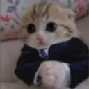 business_cato