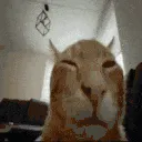 buhFlip