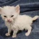 dumbasscat