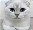 scottish_fold