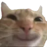 TFA_CatSmile