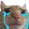 TFA_CatCry