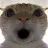Cat_WOW