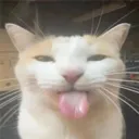 SillyCat