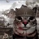 thousandyardstarecat