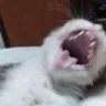 catlaugh
