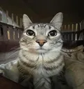 Stare Stare