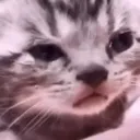 CRY_CAT