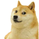 doge