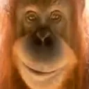 evil_pos_monkey