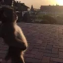 monkey monkey