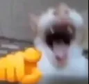 CatLaugh