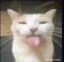 FLG_TongueCat