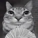 cat_motion