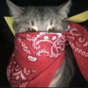 A gray cat wearing a red patterned bandana over its nose and mouth like a bandit.