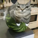 cat_watermeloncat