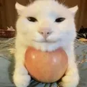 cat_applecat