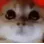 catmadge