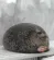 CuteSeal