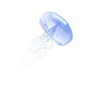 AU_bluejellyfish