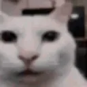 TWOID_catdelusional