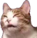 reallyconfusedkitty
