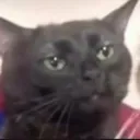 d_cat_bruh