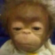d_monkeystare Discord emoji