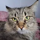 catstare