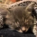 sleepycarcat