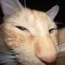 susginger