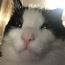 mewingcat