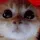 MadCat MadCat