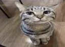 carlthecuriouscat