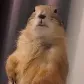 judgementalprairie judgementalprairie