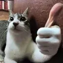 thumbCat